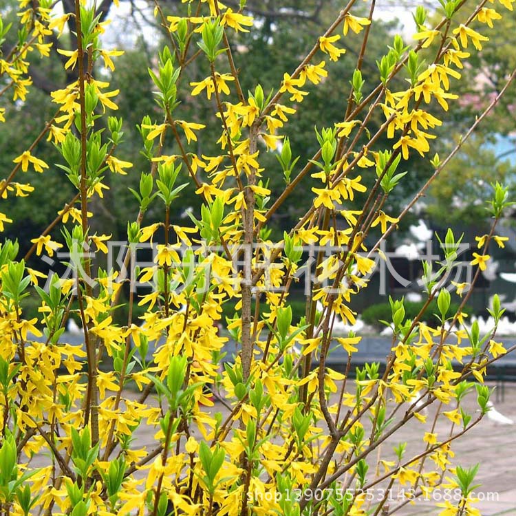 基地直销黄老虎苗连翘苗金钟花黄金条连翘耐寒耐阴药用 阿里巴巴