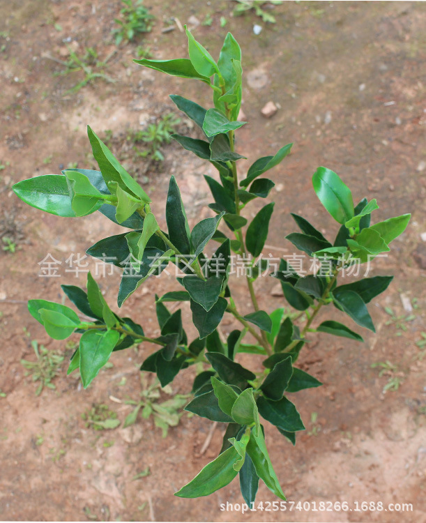 橄榄叶5叉枝90叶子