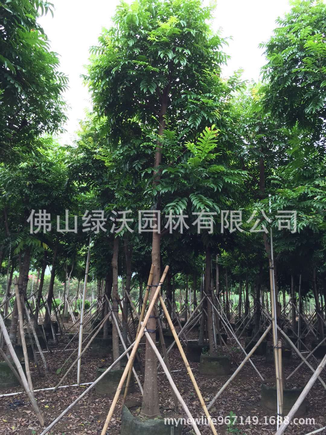 供应14-15公分人面子，人面树袋装苗，园林绿化苗木。-阿里巴巴