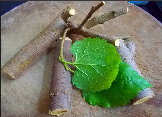 桑枝的别名,痛风,泡水_大山谷图库
