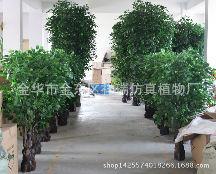 XRS-107 108绿榕树