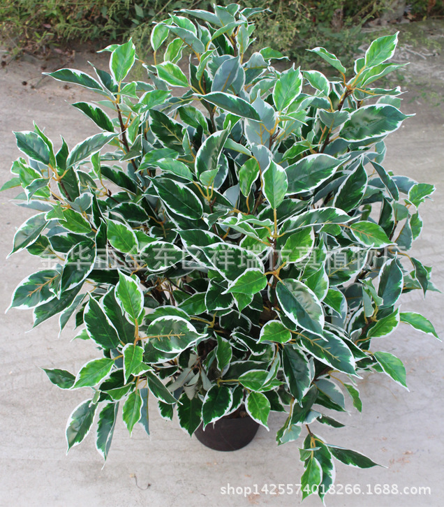 XRS-125盆栽白边香樟叶树660叶70厘米