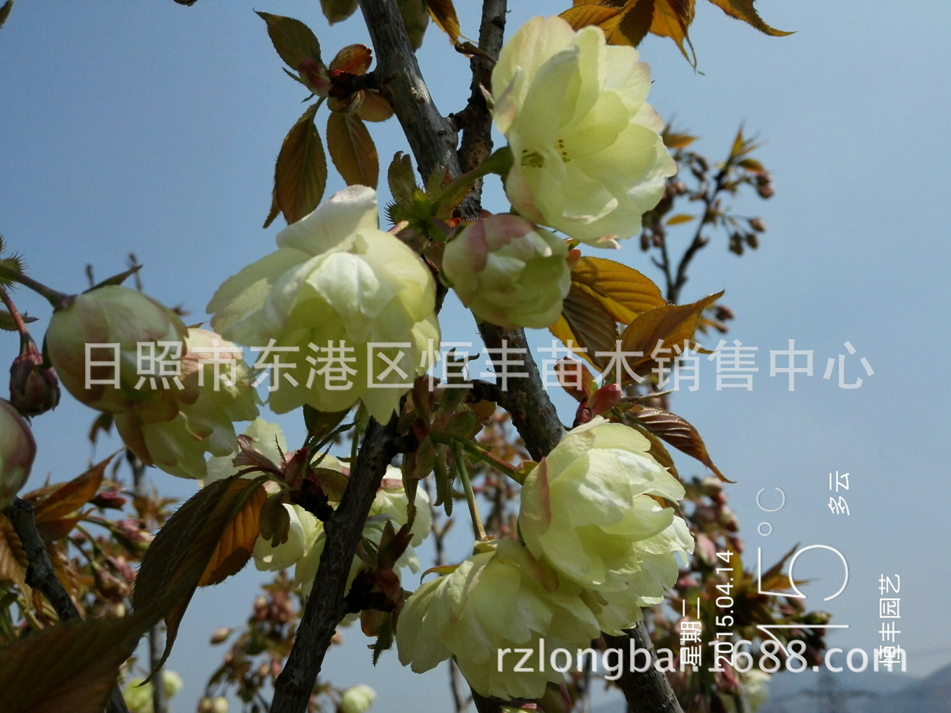 绿樱最新价格 供应郁金绿樱花 绿樱花 郁金樱花 绿樱-阿里巴巴