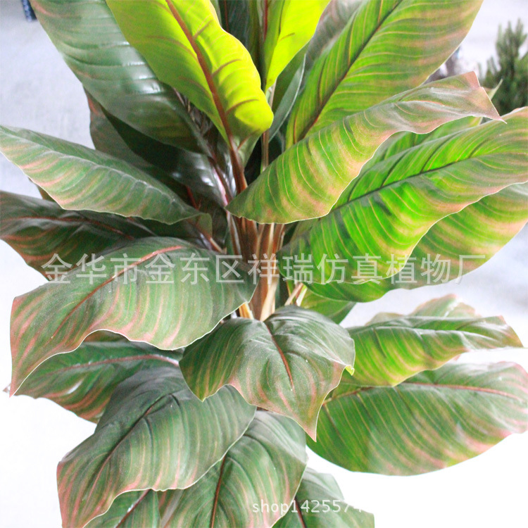 XRS-093单杆美人蕉叶树秋色近照