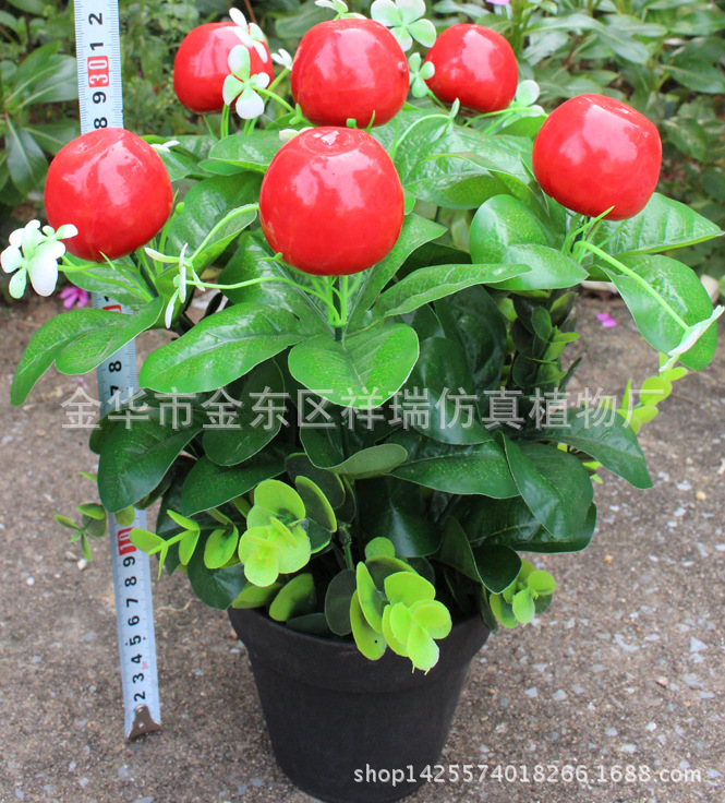 XRS-112迷你小盆栽苹果16叶6果35厘米6