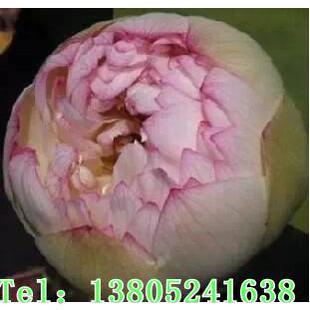 ���lˮ������ ���ݼ����� �ɻ���ɏ�Nź  ˮ��ֲ������G������