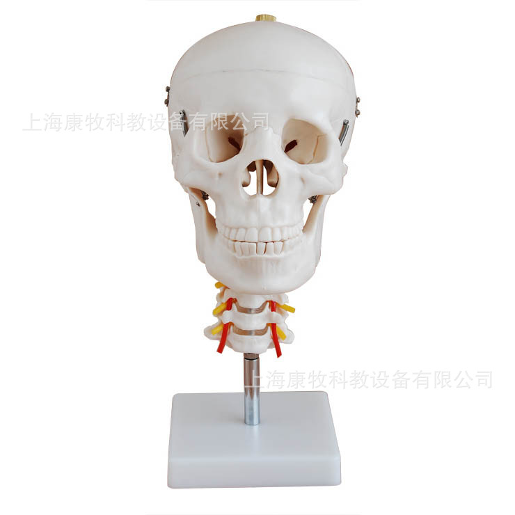 头颅骨带颈椎模型