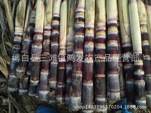 Черная кожа сахарного тростника семян сахарного тростника черная кожа сахар