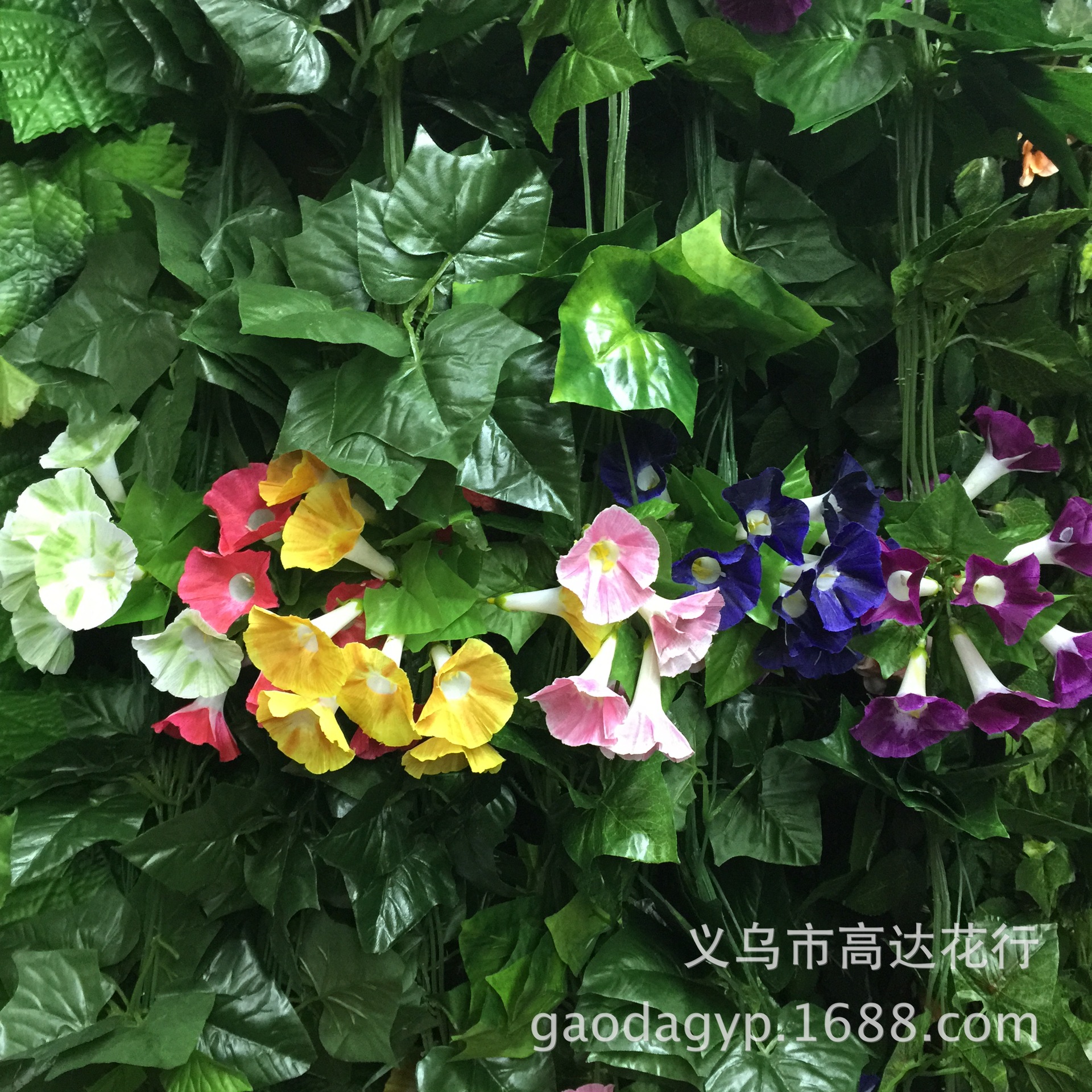 18号大牵牛花花条