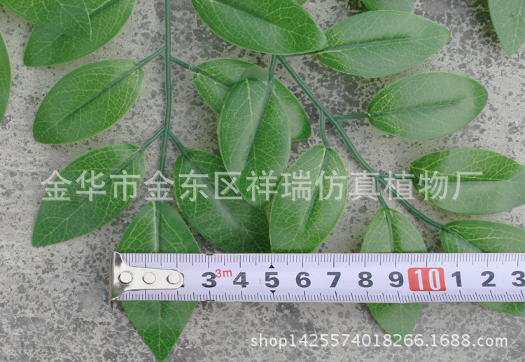 XRB-097豆花叶三叉支浅91叶60厘米叶子宽