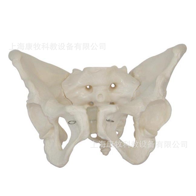 女性骨盆模型