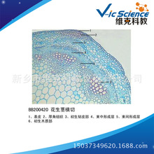 �����o�M�� ֲ����bƬ �o���o��׃�B ��ֲ����Ƭ�˱� �@΢�R��Ƭ