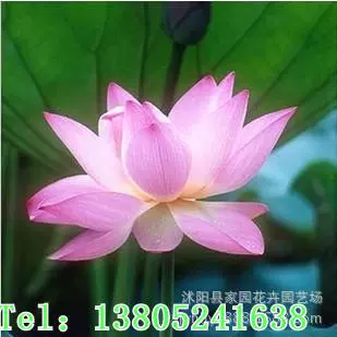 Водные цветы, семена лотоса, семена лотоса в чаше, красная стрекоза, водные растения для зеленения пруда