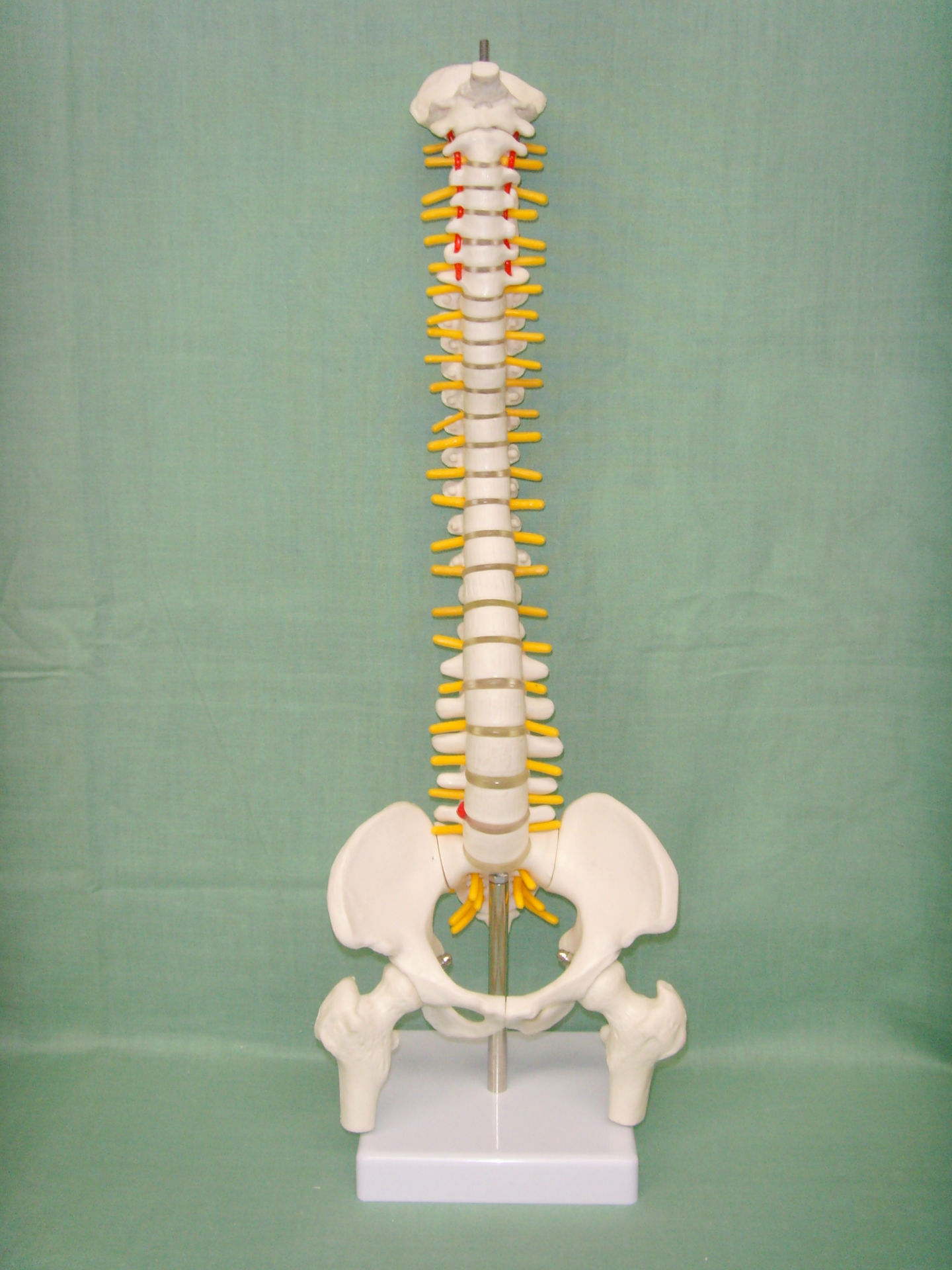 脊椎骨图片素材-编号07817993-图行天下