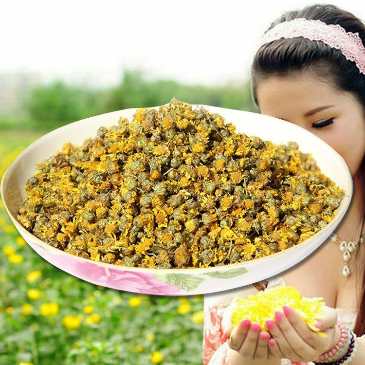 Поставка диких хризантем ясно тепла огонь диких хризантем чистой без Разное