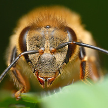 蜜蜂引诱剂 蜜蜂液体引诱剂Apidae（进口）昆虫信息素