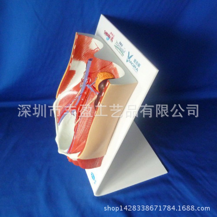 医院人体心肺解剖有机玻璃模型展示架 亚克力展示架
