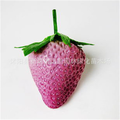 粉雲閣草莓 盆栽庭院結果植物草莓苗四季 草莓苗 果實大甜度