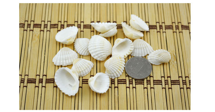 白色扇贝2-2.5cm详情_02