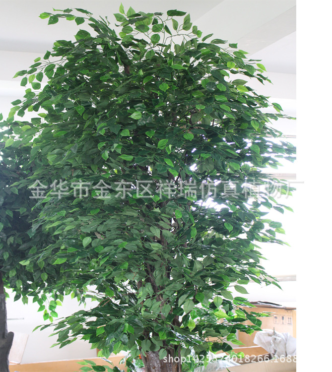 XRS-108特形绿榕树5040叶270厘米2