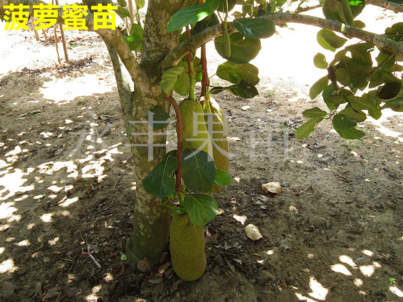 T2lGlqXJ0aXXXXXXXX-1698688142