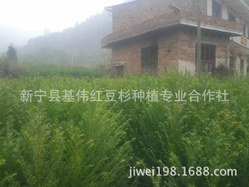 红豆杉二年苗30-100cm