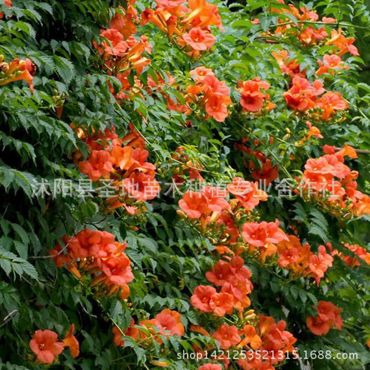 基地直销进口藤本植物美国凌宵花苗攀援花卉凌霄树苗规格齐全|ru