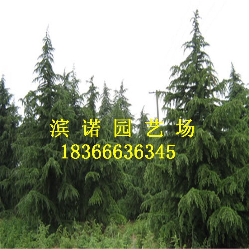 01300000177124121418319531060