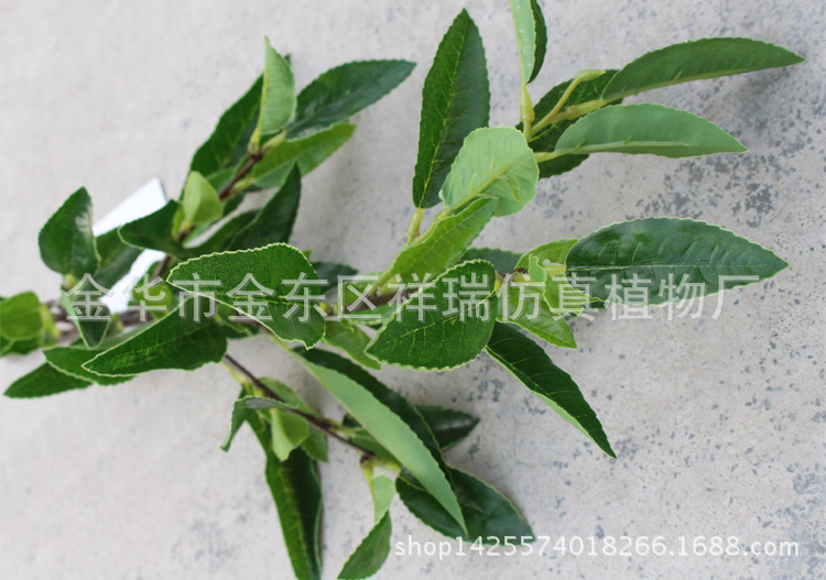 XRB-125四叉枝安吉白茶叶59叶50厘米1