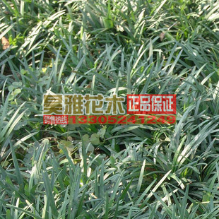 Wholesale Engineering Greening Seedlings Phnom Penh Ophiopogon Japonicus Seedlings Potted Courtyard Courtyard Greening Ground Cover Flo