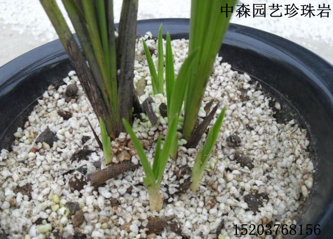 花卉蔬菜珍珠岩 珍珠岩 玻化微珠 膨胀珍珠岩 保温/育苗珍珠岩