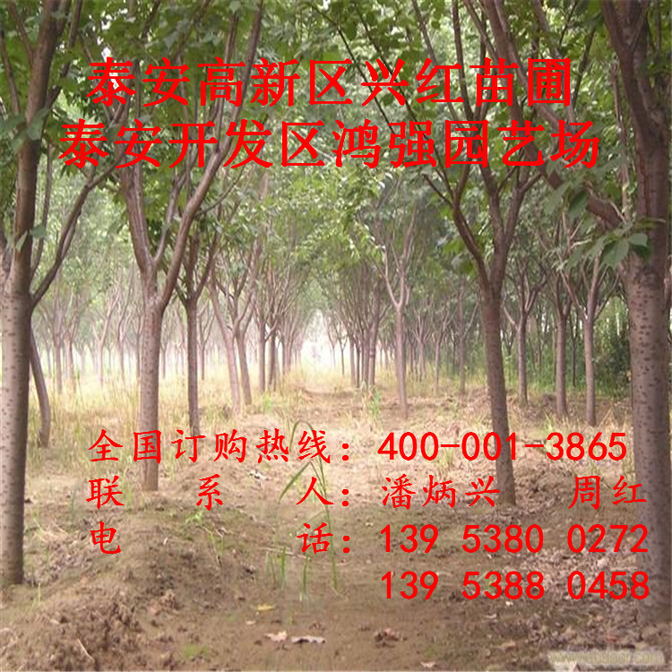 15658972_1