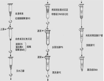 Quick血液基因组DNA快速提取试剂盒高浓度