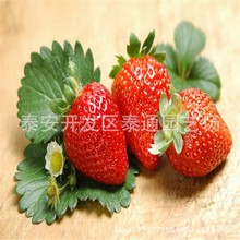 大棚种植草莓苗品种 四季草莓苗价格 菠萝莓 丰香 太空2008草莓苗