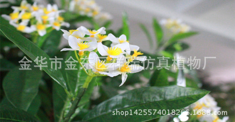 XRS-095新四叉树头桂花树220厘米花叶