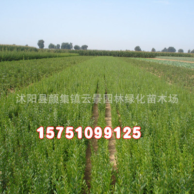 Wholesale of salamander Lobular privet seedlings Lobular privet ball Tufted wax Color Hedge Four seasons Evergreen
