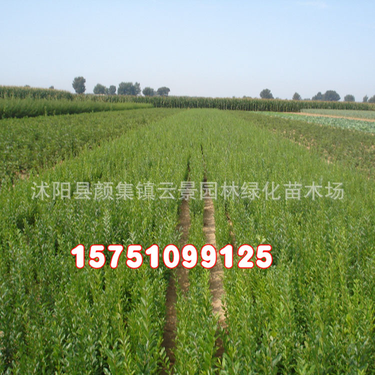 Wholesale of salamander Lobular privet seedlings Lobular privet ball Tufted wax Color Hedge Four seasons Evergreen