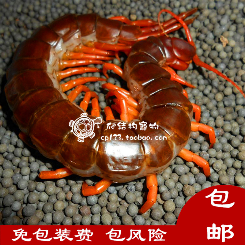 越南巨人蜈蚣活体亚洲大型宠物蜈蚣越巨18-25CM全品红脚橙脚批发|ru