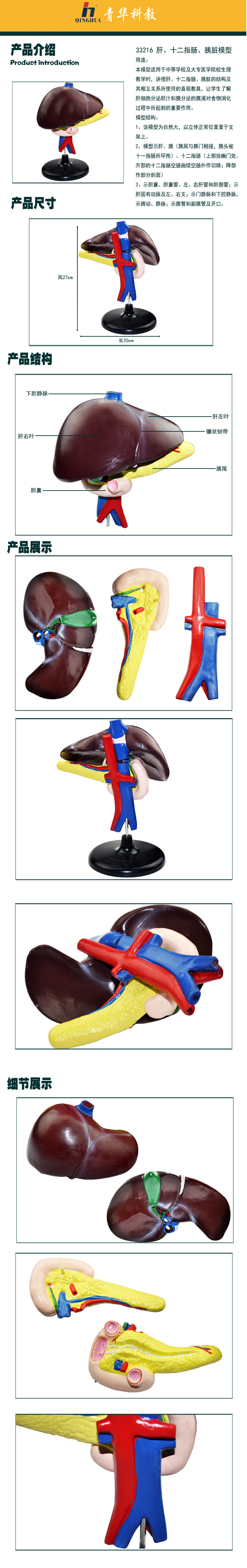 肝、十二指肠、胰脏模型