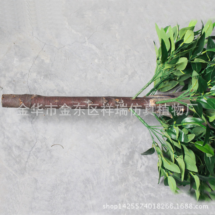 塔形单杆橄榄树170厘米树杆细节图