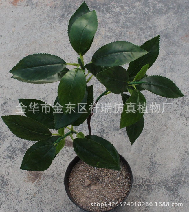 XRB-127三叉贵定云雾茶叶30叶58厘米