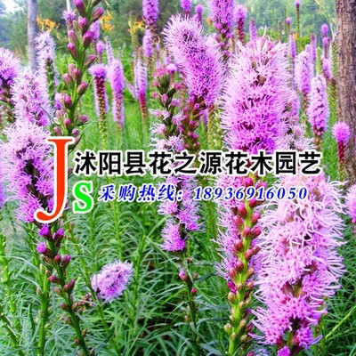 批发工程绿化多年生草本花卉 蛇鞭菊 别名：麒麟菊 猫尾花|ru