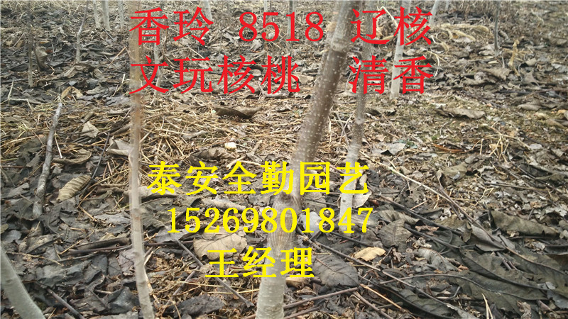 核桃苗IMG_20151201_104828_副本