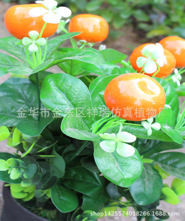 XRS-113迷你小盆栽桔子16叶6果35厘米5