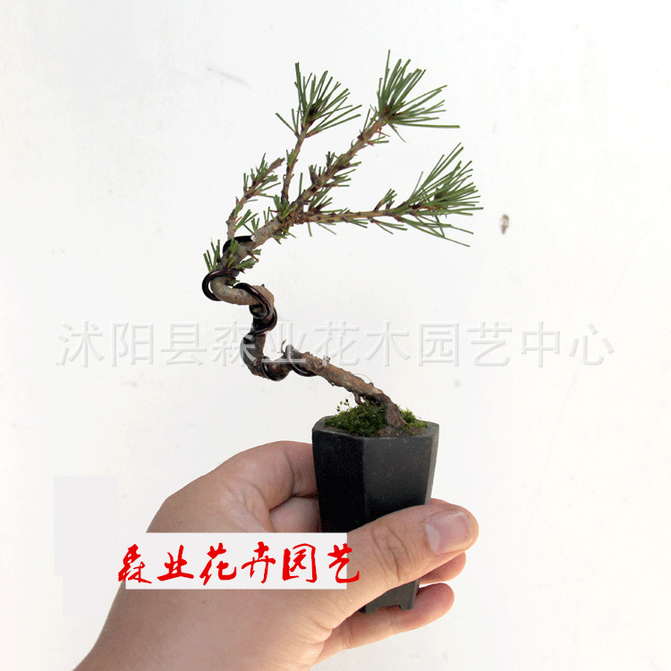 小品黑松大图4