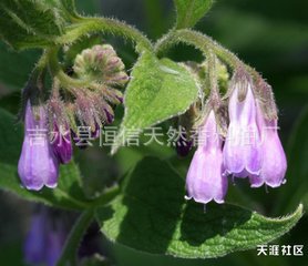 植物紫草油  紫草精油 浸泡油  日化原料 香精香料