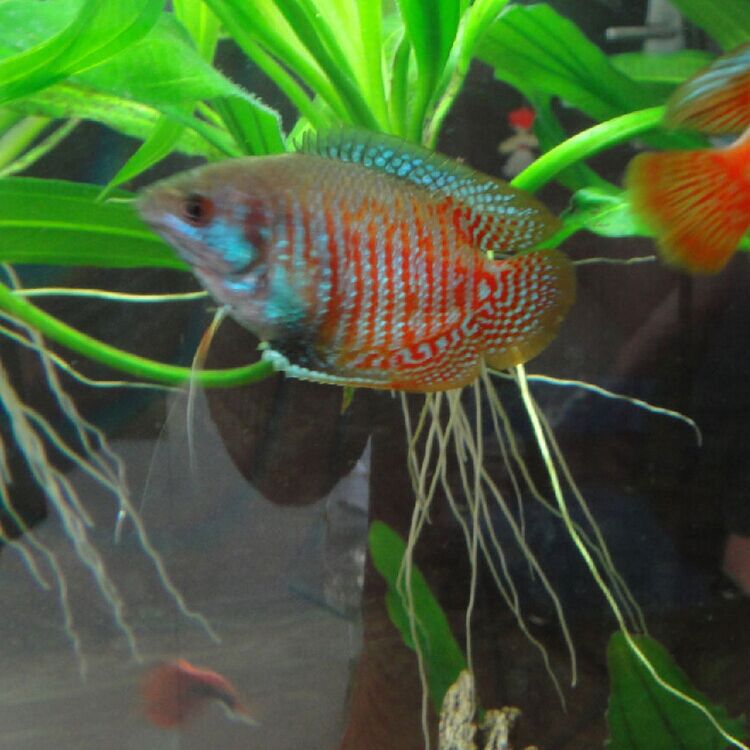 QQ图片20150614094051