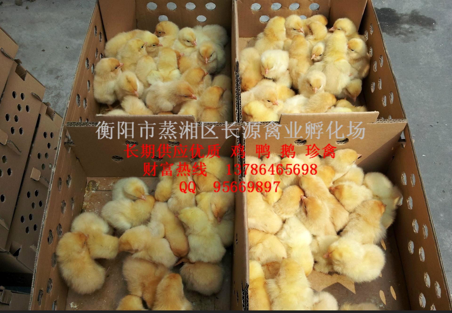 三黄土鸡苗1