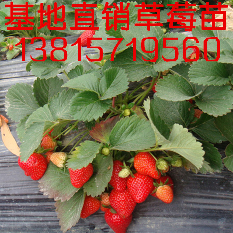 基地直销果树苗甜查理草莓苗大棚苗草莓种苗批发果苗品种齐全|ms