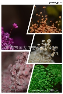 ����С�ǻ����ɻ������l���ٗl�����~��zakka�s؛��(�D)